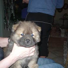 Chow chow Avento