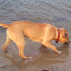 Amerikansk staffordshire terrier Tayson