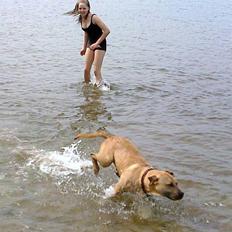 Amerikansk staffordshire terrier Tayson