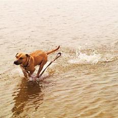 Amerikansk staffordshire terrier Tayson