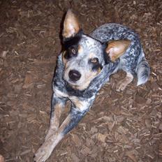 Australsk cattledog Amy
