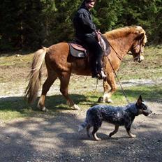 Australsk cattledog Amy