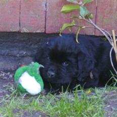 Newfoundlænder odin