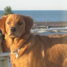 Blanding af racer Thor