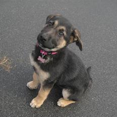 Blanding af racer Veronica