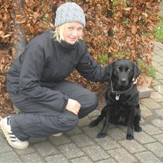 Labrador retriever Tess