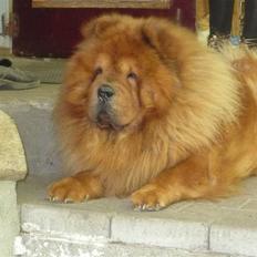 Chow chow Simba