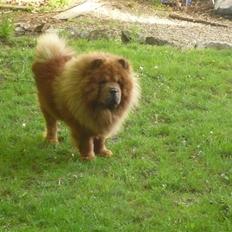 Chow chow Simba
