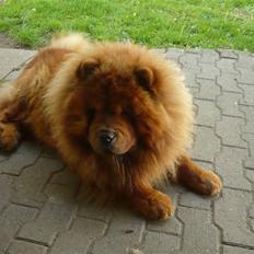 Chow chow Simba