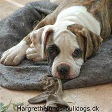 Amerikansk bulldog Hubert