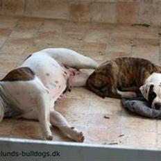 Amerikansk bulldog Hubert