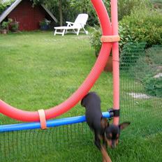 Prazsky krysarik Marlenka