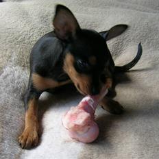 Prazsky krysarik Marlenka