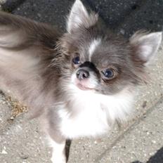 Chihuahua frebona's miss aisha bine "udstationeret"