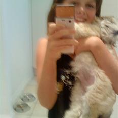 Bichon havanais Louis