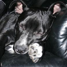 Amerikansk staffordshire terrier Zaza