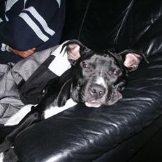 Amerikansk staffordshire terrier Zaza