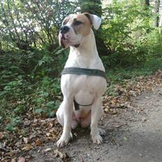 Amerikansk bulldog Bibi