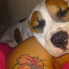 Amerikansk bulldog Bibi