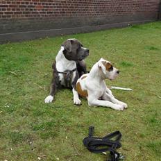 Amerikansk bulldog Bibi