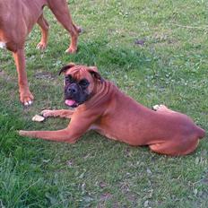 Boxer <3 Marlin <3
