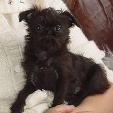 Griffon belge Molly
