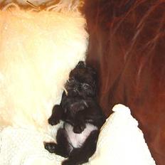 Griffon belge Molly