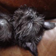 Griffon belge Molly