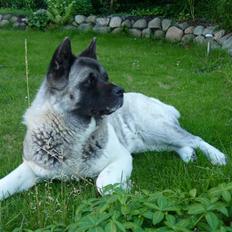 American Akita Suki