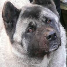 American Akita Suki