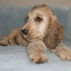 Cocker spaniel Jason (Zobel Gylden)