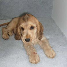 Cocker spaniel Jason (Zobel Gylden)