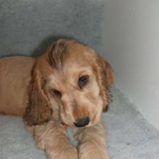 Cocker spaniel Jason (Zobel Gylden)
