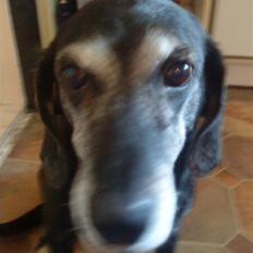 Labrador retriever Zita (Formel 1)R.I.P