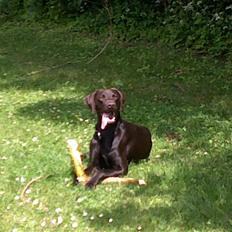 Blanding af racer Laban