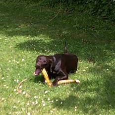 Blanding af racer Laban