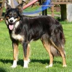 Border collie kep Guldenland