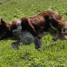 Border collie kep Guldenland