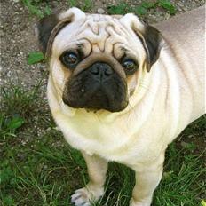 Mops Moses