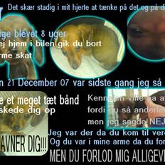 Blanding af racer Dexter himmelhunden