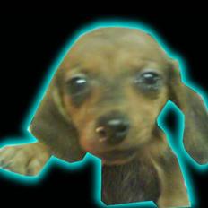 Blanding af racer Dexter himmelhunden