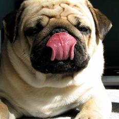 Mops Moses