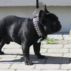 Fransk bulldog Diesel House Taddy