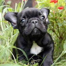 Fransk bulldog Diesel House Taddy