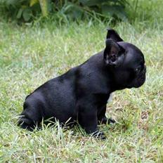 Fransk bulldog Diesel House Taddy