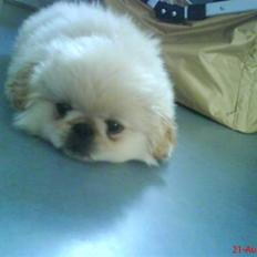 Pekingeser Mattie 