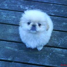 Pekingeser Mattie 