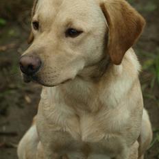 Labrador retriever Anton