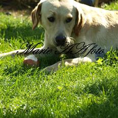 Labrador retriever Anton