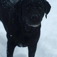 Blanding af racer Nala 